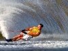 World Cup Slalom Specialist Glen Campbell (GBR_ World Cup Slalom Specialist Glen Campbell (GBR_