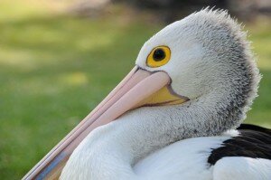 Mandurah Pelican